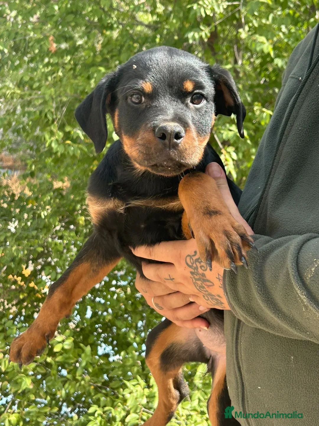 Rottweiler perros en venta: Rottweiler  - Anuncio 1