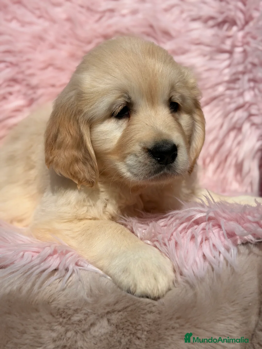 Golden Retriever perros en venta: Golden hembra  - Anuncio 2
