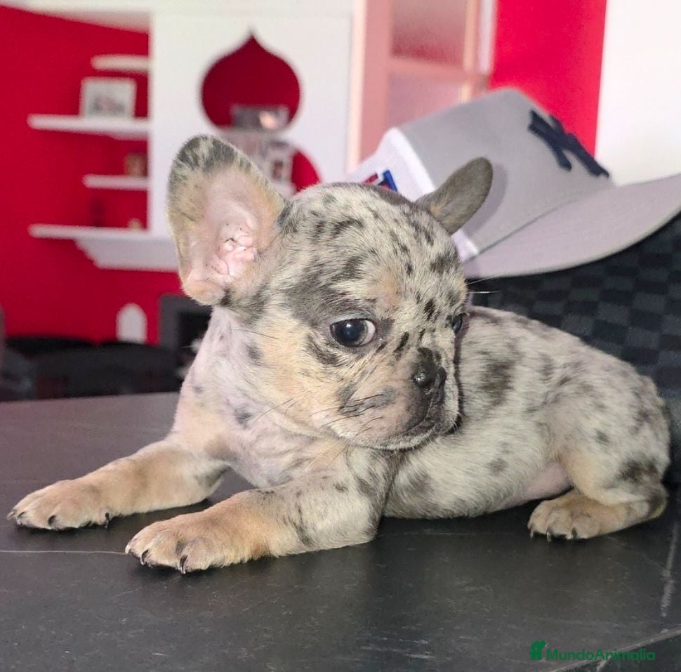 Bulldog Francés perros Increibles bulldog francés  - Anuncio 1