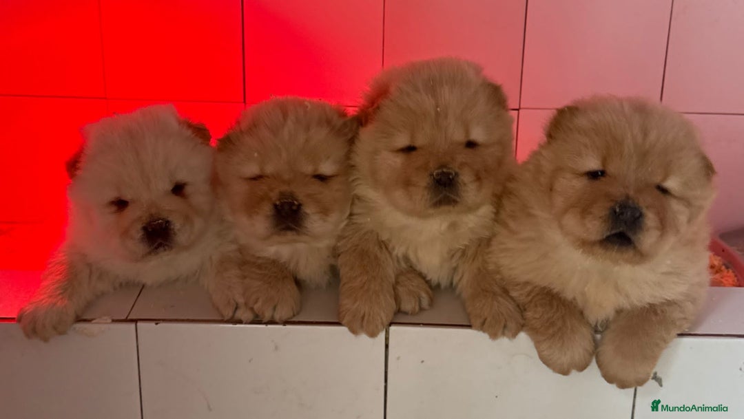 Chow Chow perros en venta: Chow Chow Crema bolita peluda Macho  - Anuncio 1