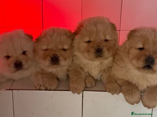 Chow Chow perros Chow Chow Crema bolita peluda Macho - Anuncio 4