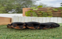 Yorkshire Terrier perros en venta: YORKSHIRE TERRIER MACHOS - Imagen 12