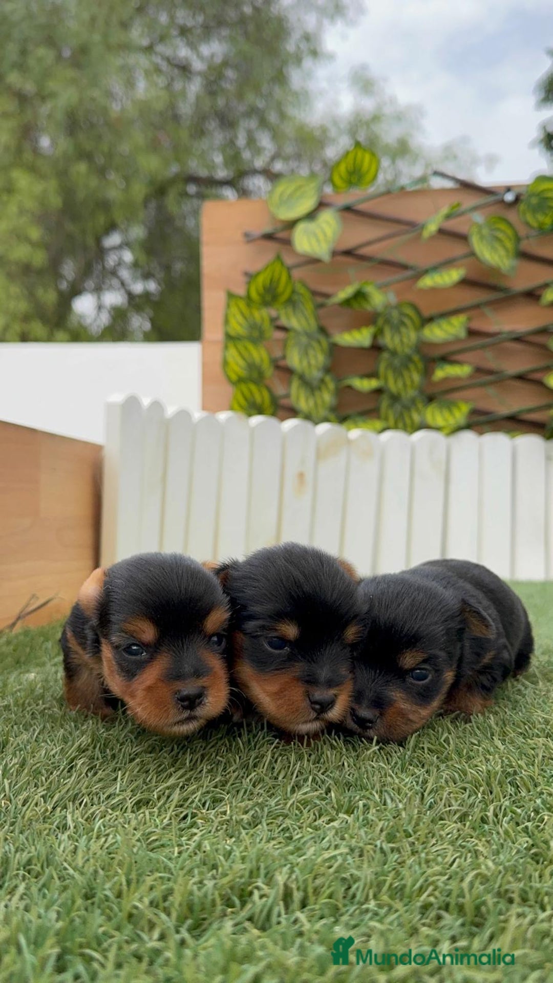 Yorkshire Terrier perros en venta: YORKSHIRE TERRIER MACHOS - Imagen 12