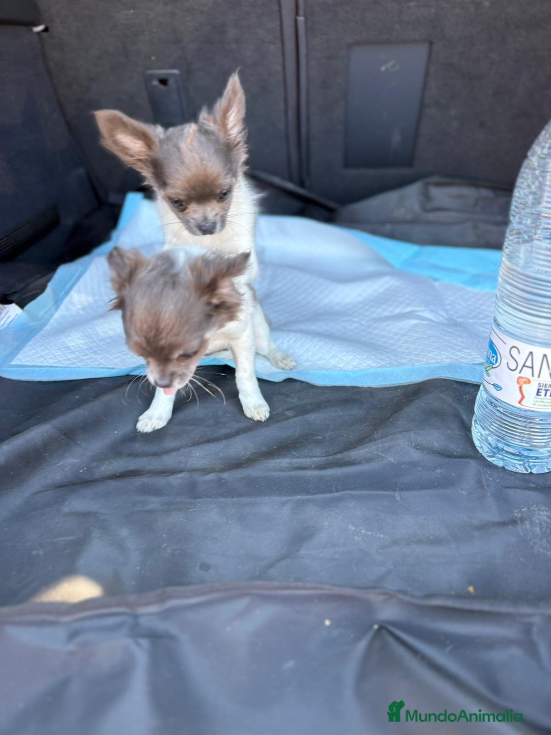Chihuahua perros en venta: Chihuahuas pelo largo blanco blue - Imagen 15