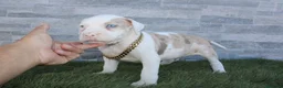 American Pit Bull Terrier perros en venta: American Pit bull - Anuncio 14