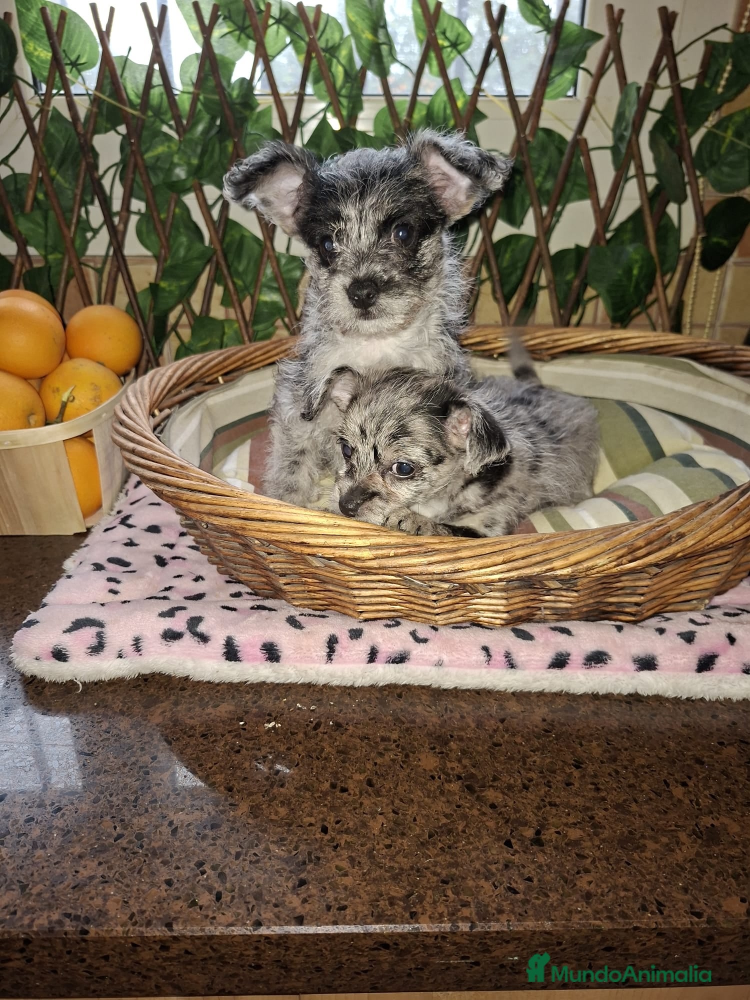 Raza Mixta perros Chipoo merles - Anuncio 1