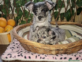 Raza Mixta perros Chipoo merles - Anuncio 8