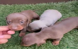 Teckel Miniatura perros en venta: Kaninchen teckel super chicos  - Imagen 2