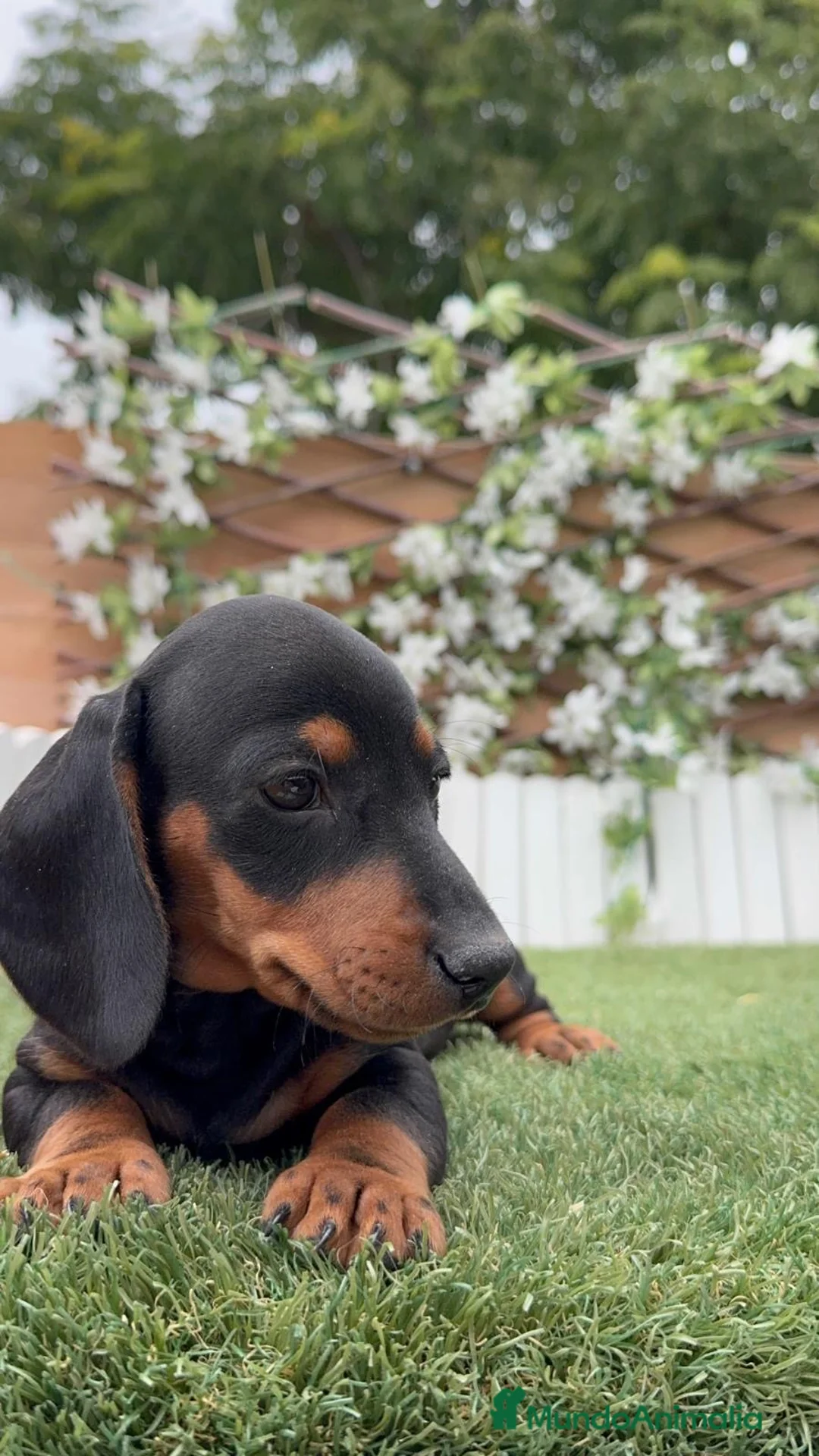 Teckel Miniatura perros en venta: TECKEL MINIATURA - NEGRO Y FUEGO - Anuncio 14