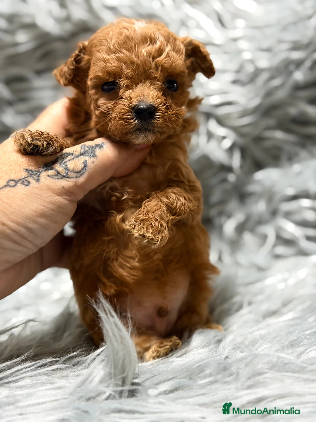 Maltipoo perros en venta: Maltipoo micro macho  - Anuncio 2