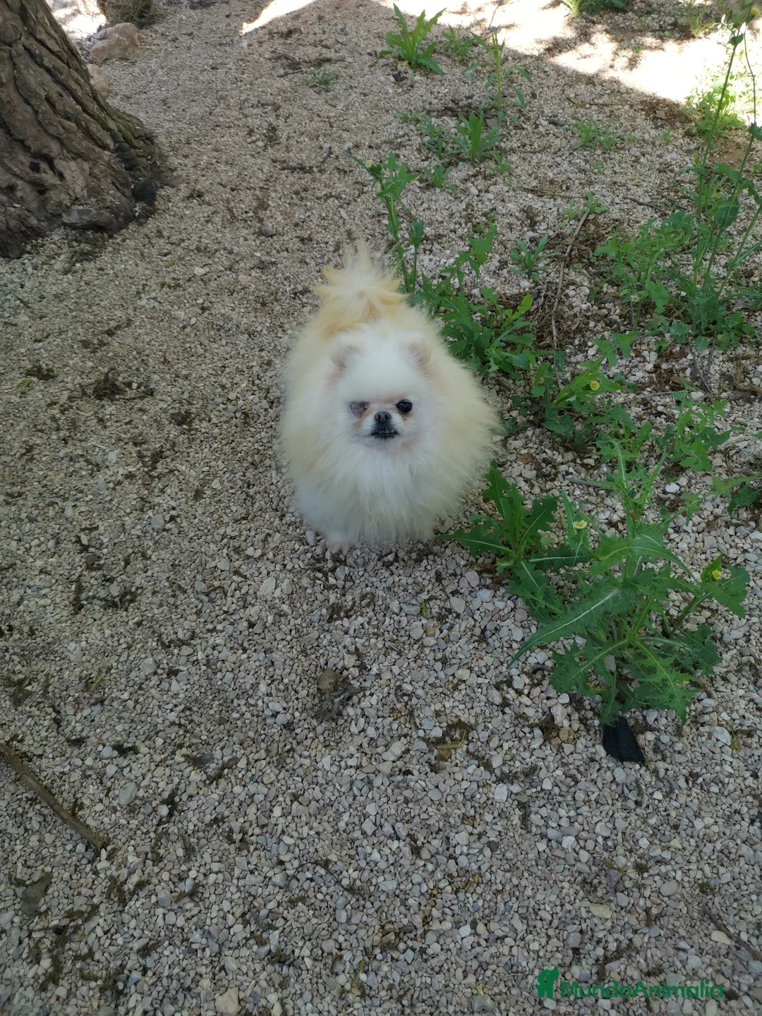 Pomerania perros en adopcion: Hembra de pomerania de 4 años  - Anuncio 2