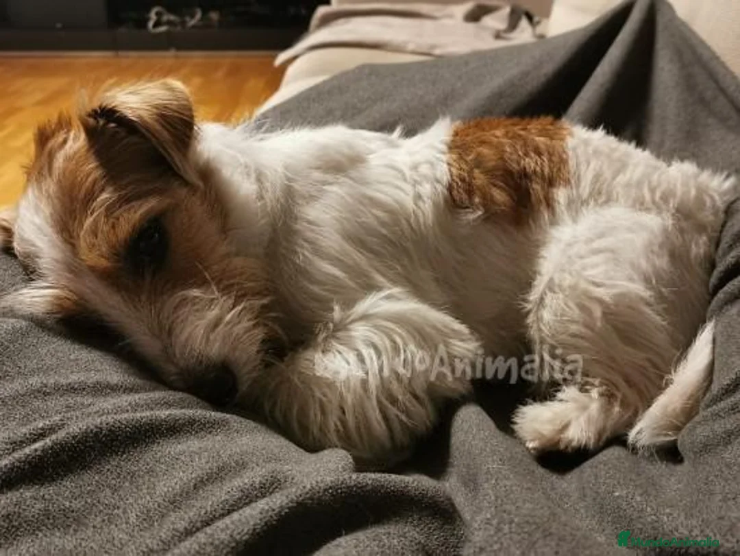 Imagen de galería {{count}}