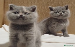 Británico de Pelo Corto gatos en venta: British Shorthair - Imagen 1