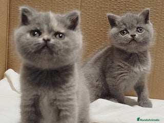 Británico de Pelo Corto gatos - Anuncio 1