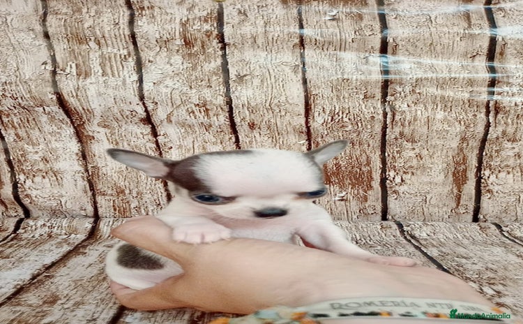 Chihuahua perros - Anuncio 2