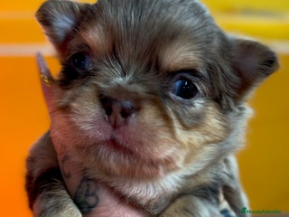 Chihuahua perros en Barcelona - Anuncio 3