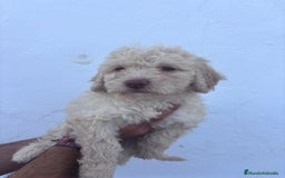 Perro de Agua Español perros en venta: Excelente camada disponible! - Imagen 1