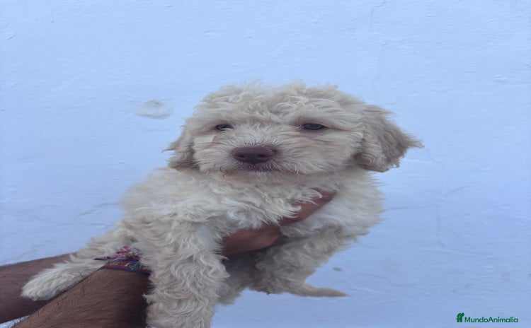 Perro de Agua Español perros - Anuncio 1