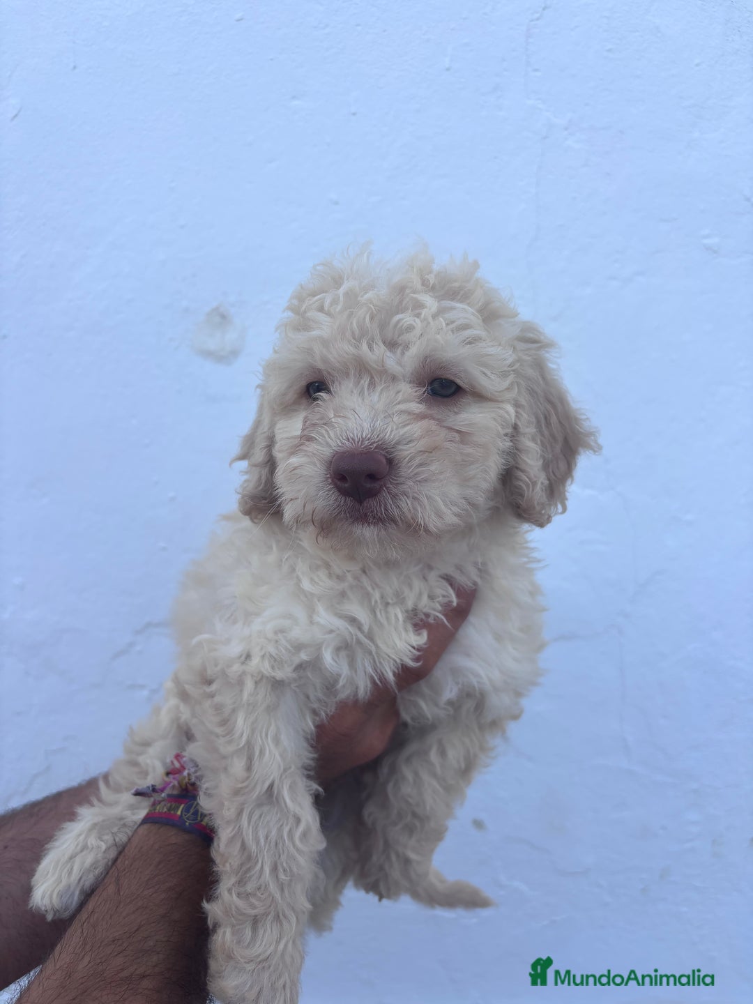 Perro de Agua Español perros en venta: Excelente camada disponible! - Imagen 1