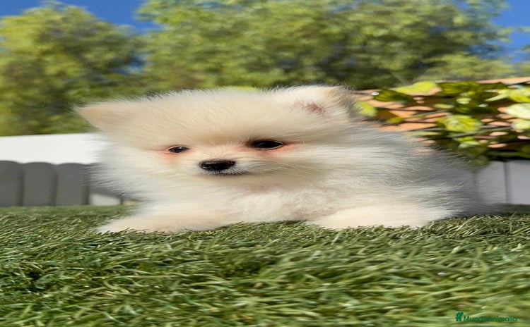 Pomerania perros - Anuncio 6