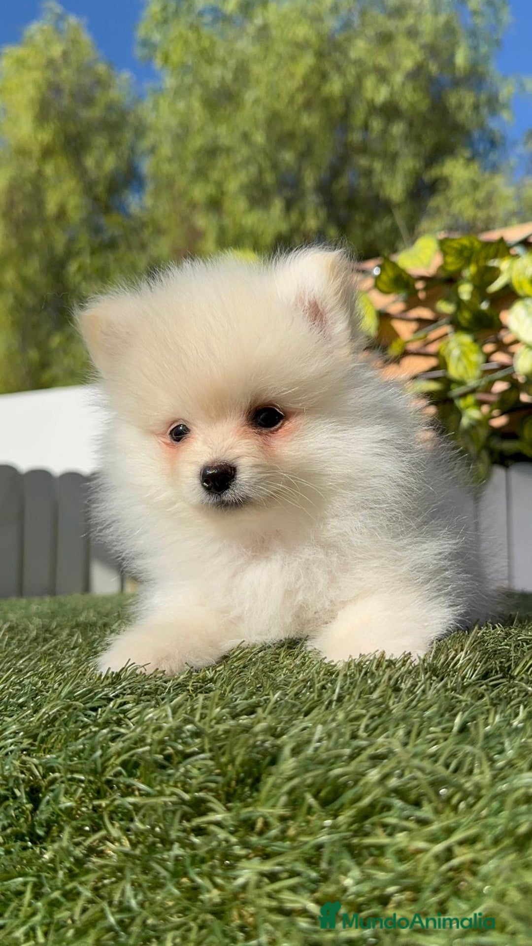Pomerania perros en venta: POMERANIA MACHO - Imagen 1