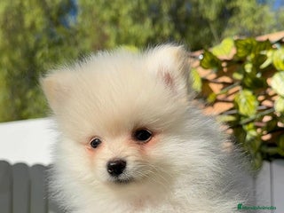 Pomerania perros - Anuncio 16