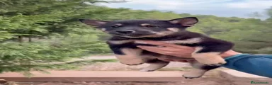 Shiba Inu 3