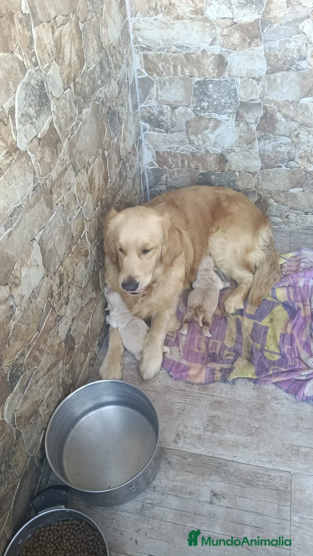 Golden Retriever perros en venta: Golden retriever 🐶🐾 - Anuncio 2