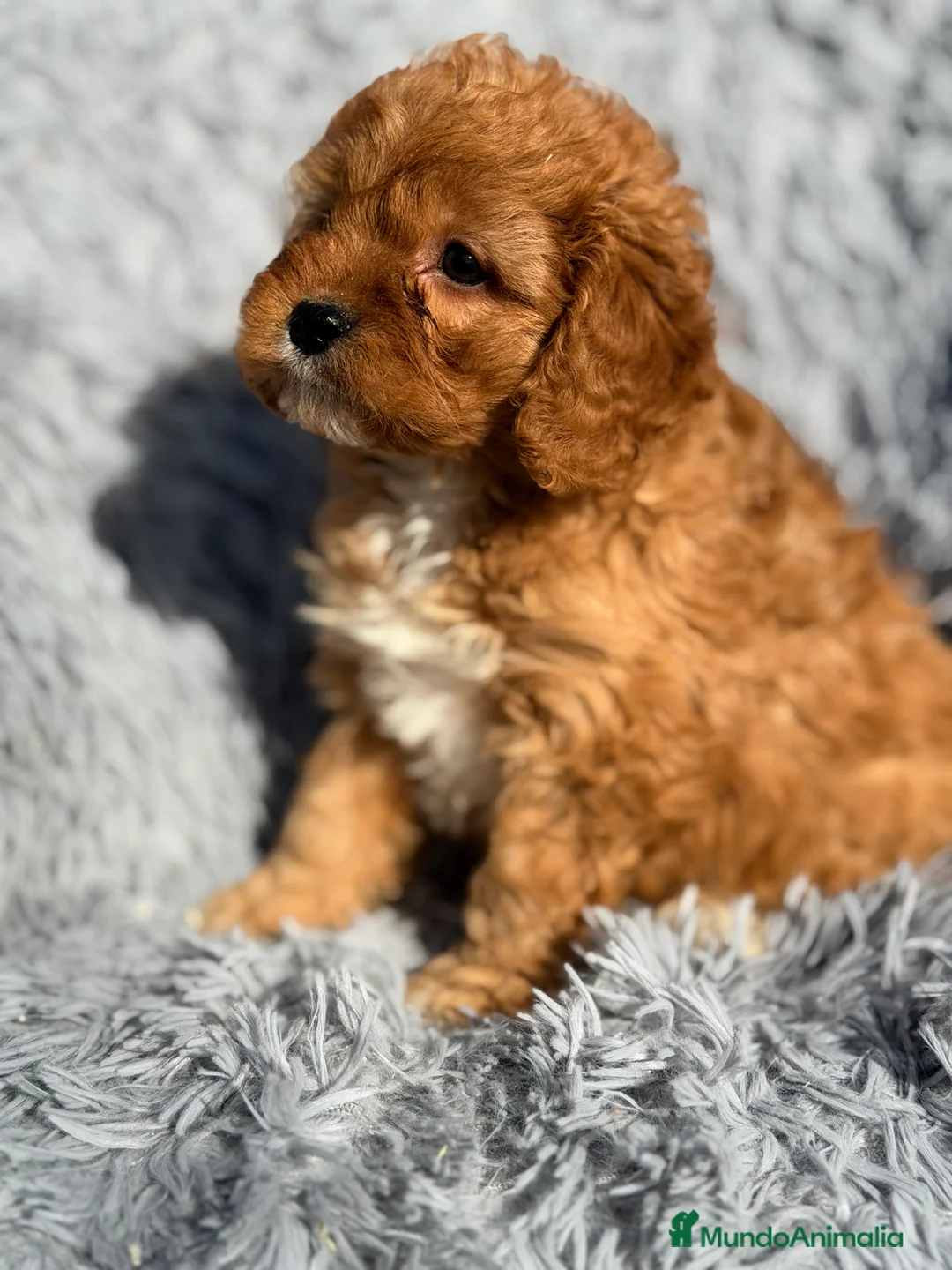 Cavapoo perros en venta: Cavapoo machito rojo  - Anuncio 5