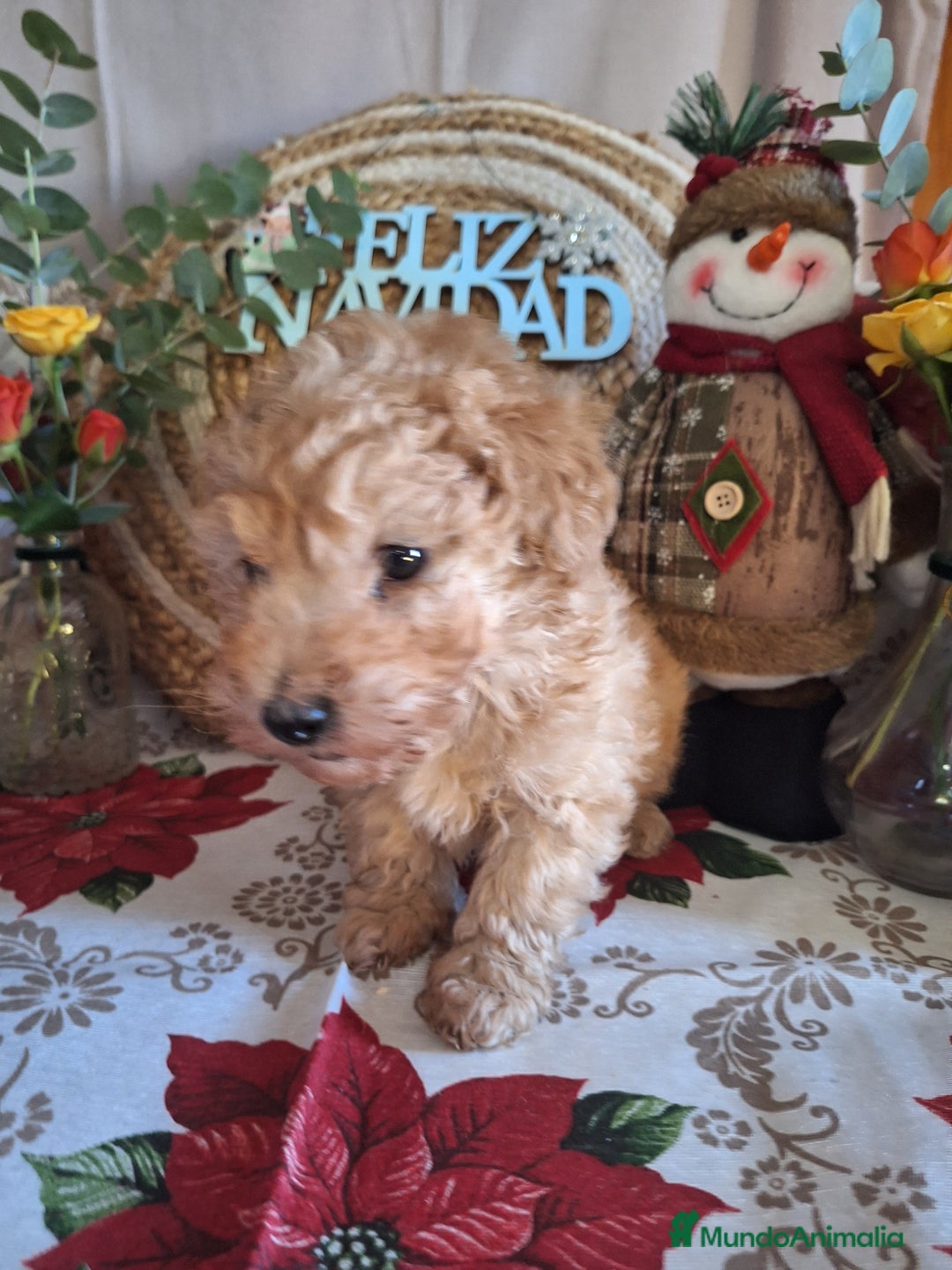 Caniche Toy perros en venta: CANICHE TOY - Anuncio 2