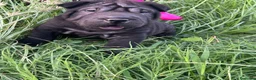 Shar Pei perros en venta: Disponible schar pei americano  - Anuncio 8