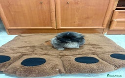 Shih Tzu perros en venta: Shih tzu macho  - Imagen 14