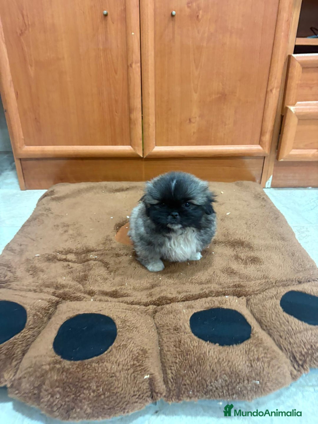 Shih Tzu perros en venta: Shih tzu macho  - Imagen 14