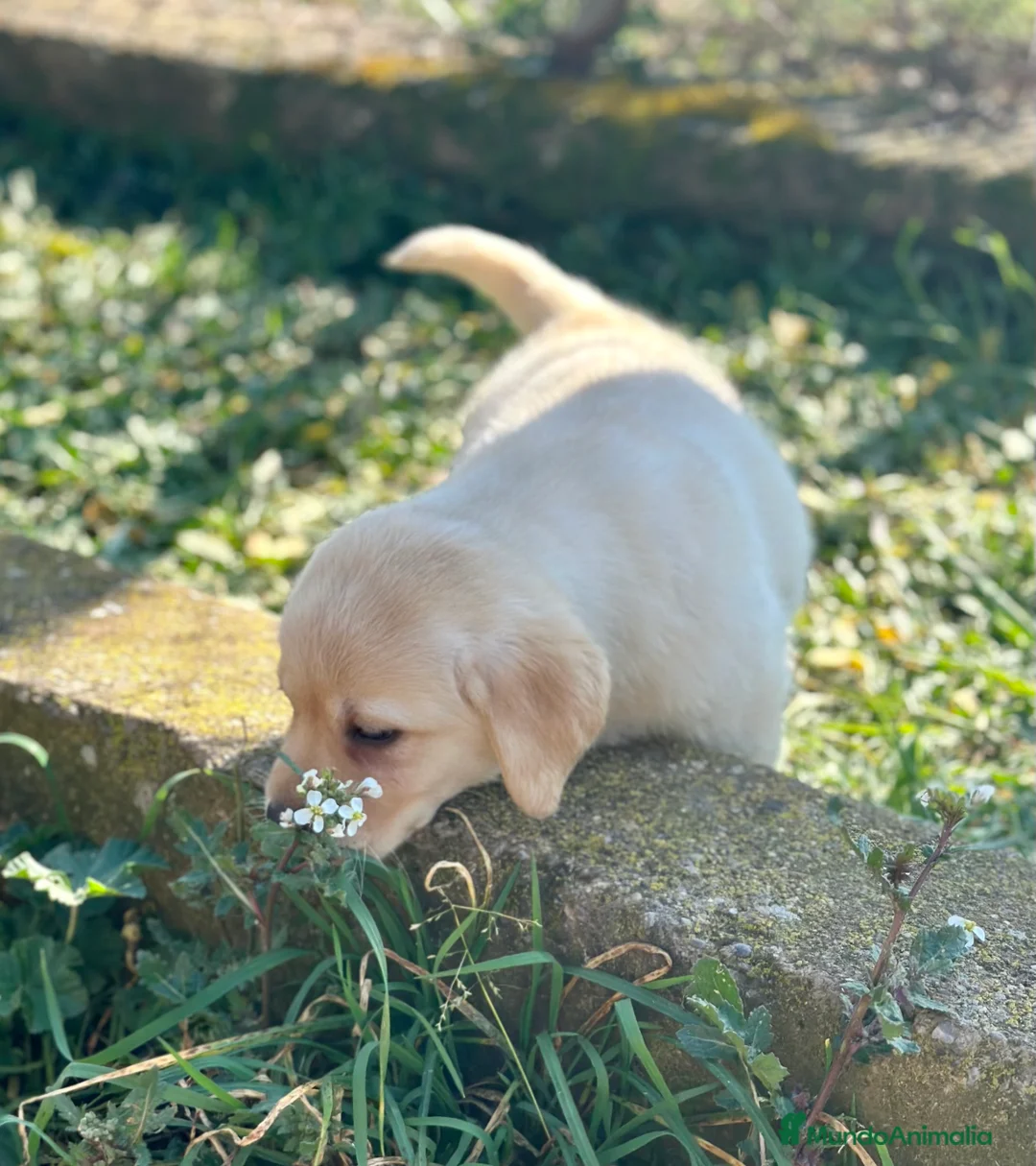 Labrador Retriever perros en venta: LABRADOR HEMBRA DISPONIBLE en Barcelona - Anuncio 3
