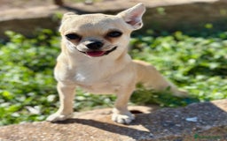 Chihuahua perros en venta: Chihuahua  - Imagen 7
