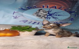 Chihuahua perros en venta:  Machos preciosos de chihuahua cabeza venado  - Imagen 9