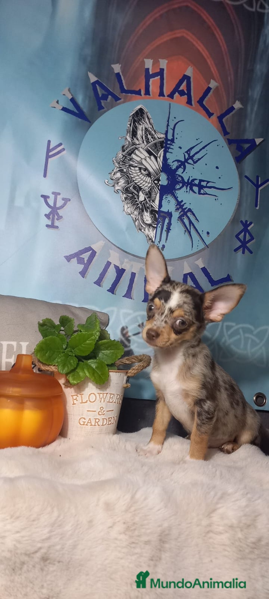 Chihuahua perros en venta:  Machos preciosos de chihuahua cabeza venado  - Imagen 9