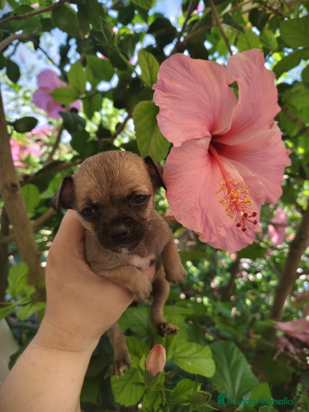 Chihuahua perros en venta: Chihuahua macho Toy  - Imagen 3