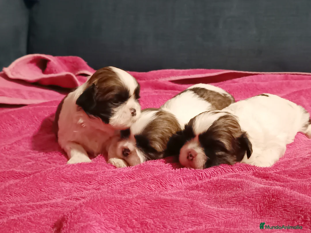 Shih Tzu perros en venta: Shih Tzu de Mumbrafer - Anuncio 5