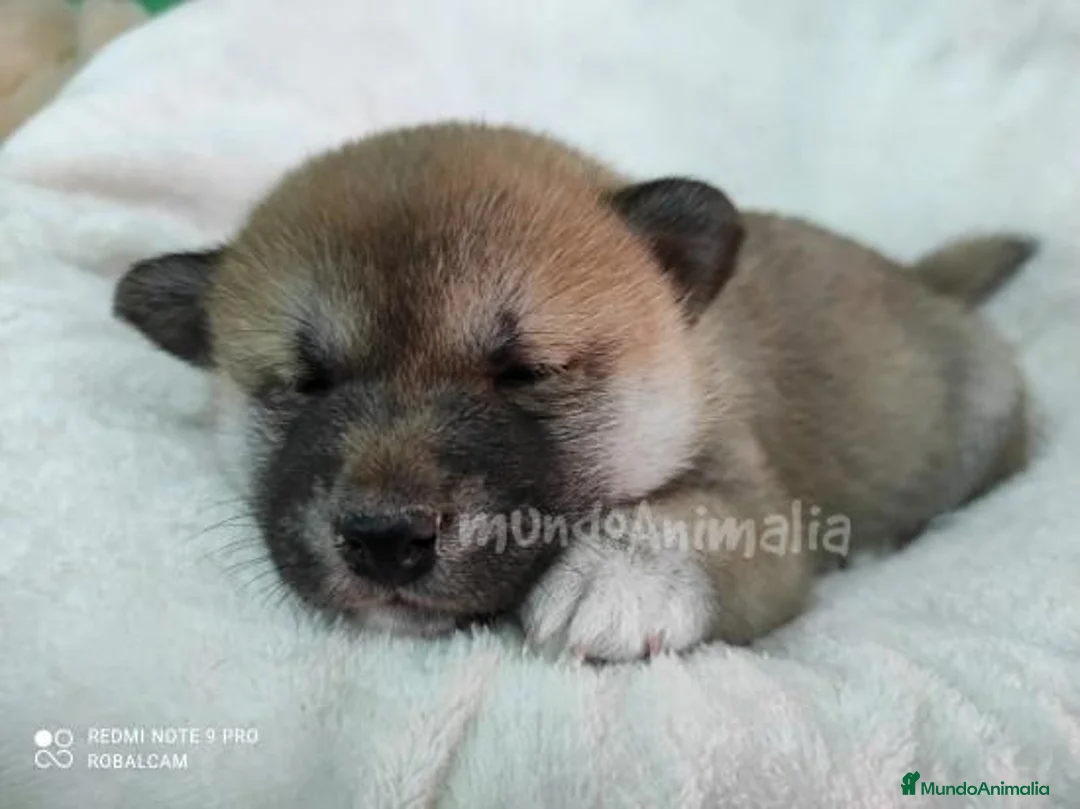 Imagen de galería {{count}}