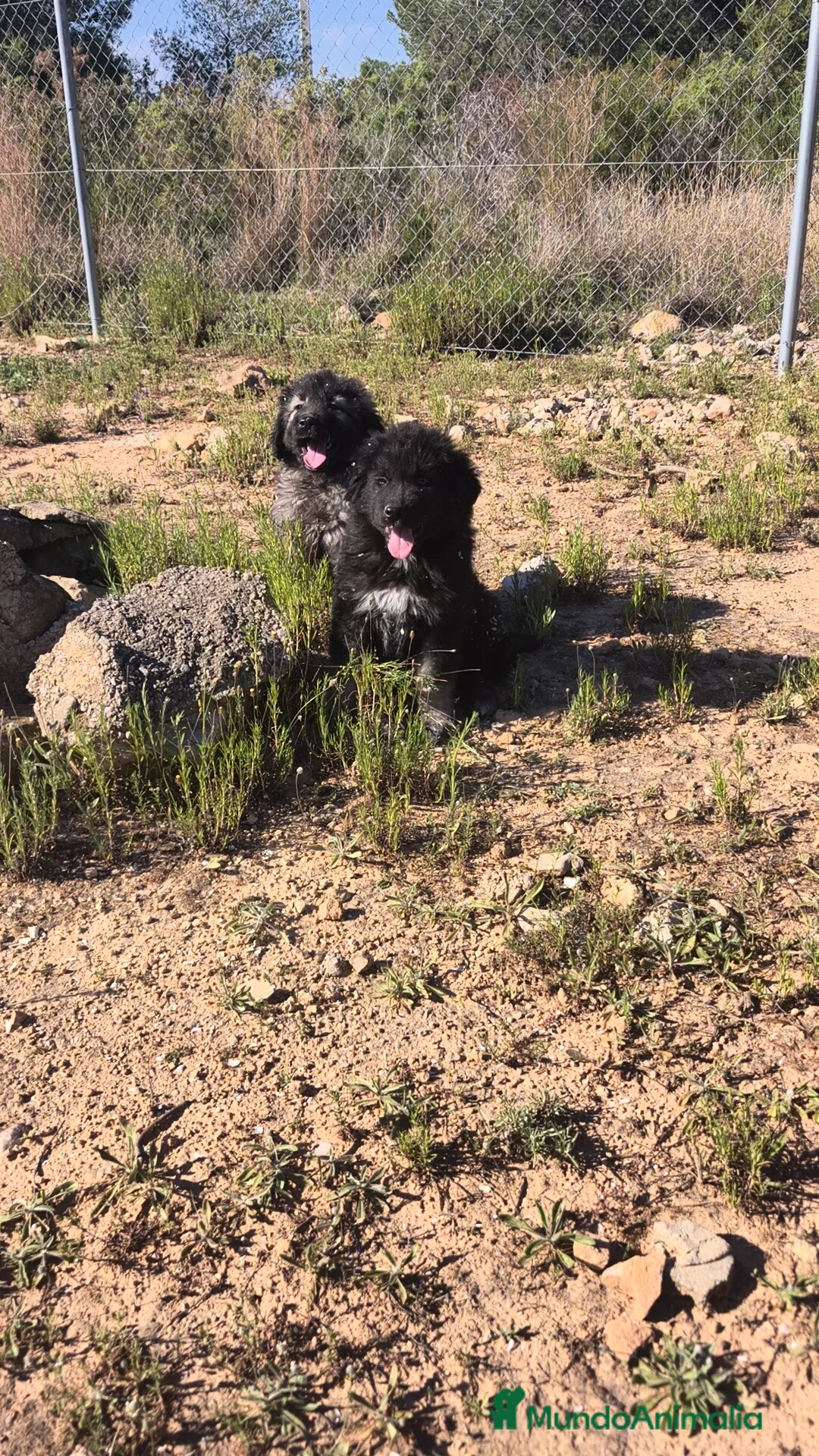 Pastor del Cáucaso perros en venta: Pastor del Cáucaso macho  - Anuncio 12