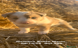 Border Collie perros en venta: BORDER COLLIE Sable Merle - Imagen 3