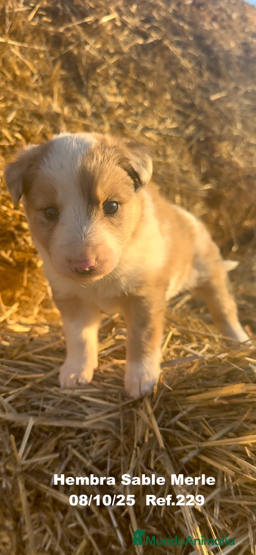 Border Collie perros en venta: BORDER COLLIE Sable Merle - Anuncio 3
