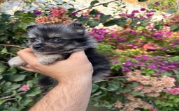 Pomerania perros en venta: Pomerania merle  - Imagen 1