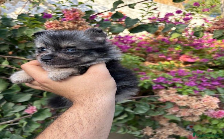Pomerania perros - Anuncio 1