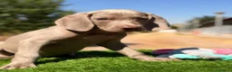 Weimaraner perros en venta: Braco de Weimar  - Anuncio 10