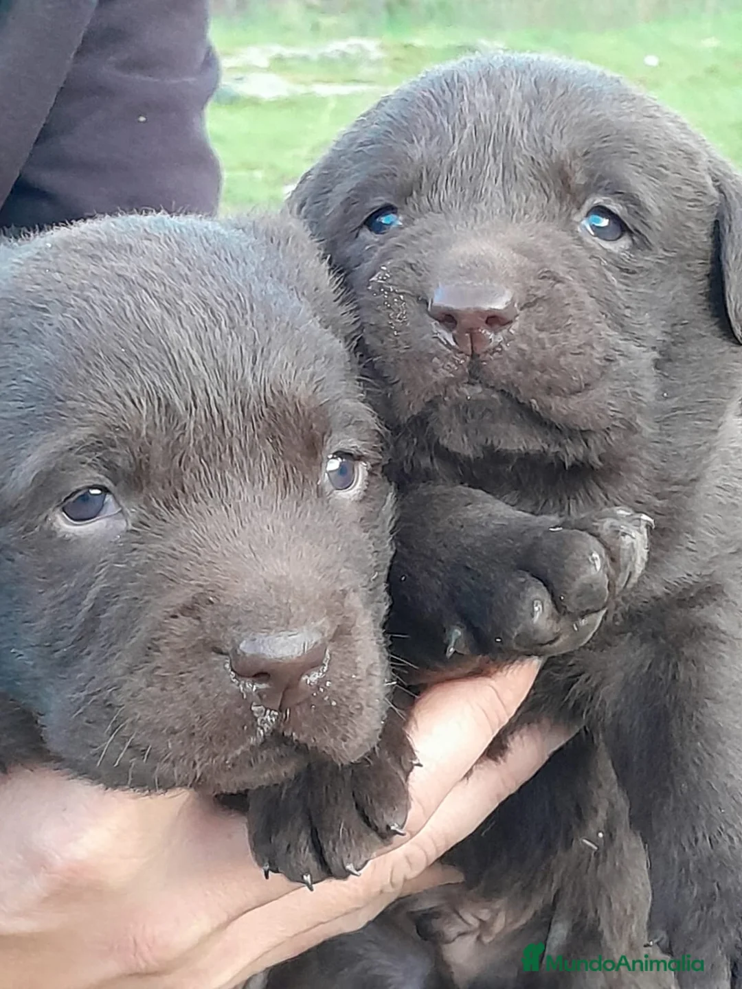 Labrador Retriever perros en venta: Camadas de Labrador color Chocolate en Granada - Anuncio 3