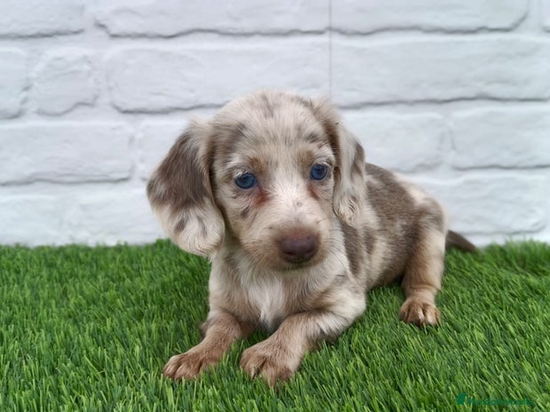 Teckel Miniatura perros - Anuncio 8