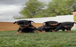 Pinscher Miniatura perros en venta: PINSCHER MINIATURA - Imagen 13