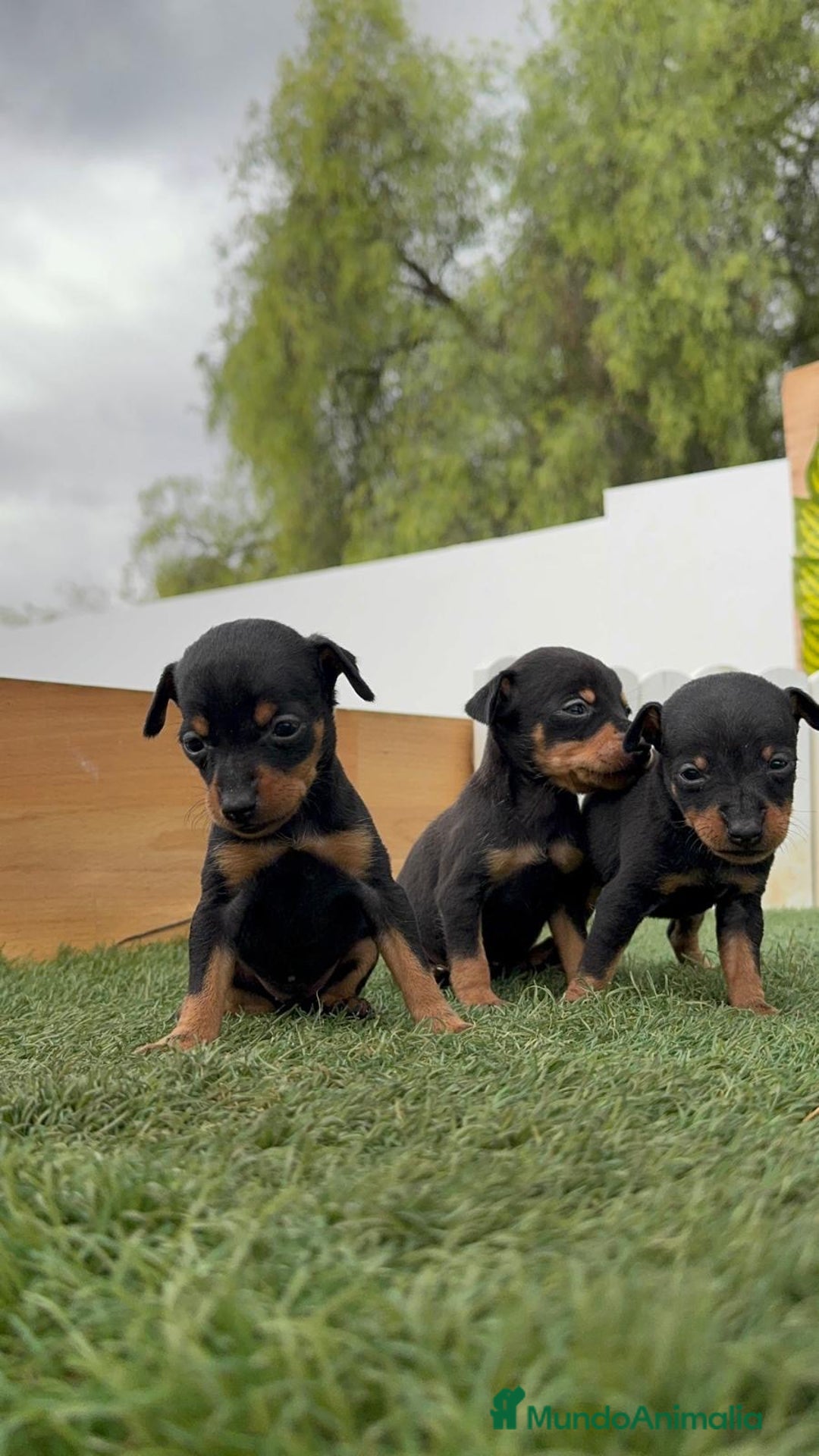 Pinscher Miniatura perros en venta: PINSCHER MINIATURA - Imagen 13